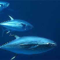WWF: una super flotta a caccia degli ultimi tonni rossi