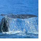 WWF: balenottere in vista nel mare di Calabria