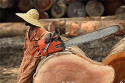 Deforestazione del Camerun, coinvolte imprese italiane