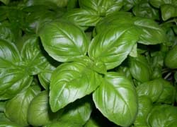 Ultimo minicorso “I tipici ai fornelli”: le erbe aromatiche Ultimo minicorso “I tipici ai fornelli”: le erbe aromatiche