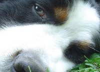Ricerca: da cane da tartufo italiano ‘chiave’ epilessia bimbi
