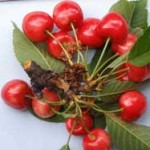 20081002_ciliege_cultivar