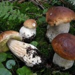20081006_funghi