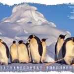 20081129_wwf_calendario