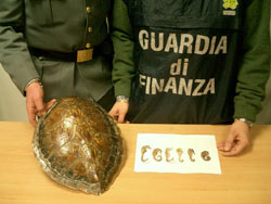 Aeroporto Peretola: sequestrato guscio di tartaruga e… non solo