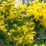 20090306_mimosa