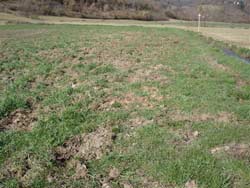 Raccolti devastati dai cinghiali, imprese agricole in ginocchio