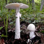 20090515_amanita