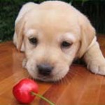 20090528_cani