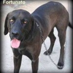 20090717_fortunato