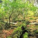 20090929_50anni_parco