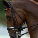 20091228_cavalli_giostra_doping
