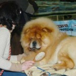 20100210_mostra_canina_1