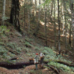 20100318_sasso_fratino