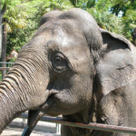20100319_elefante