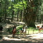 20100401_parco_cavallo_castagno_miraglia