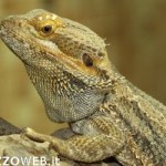20100407_lucertola_varano