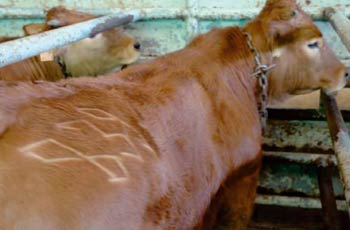 Sabato 17 e domenica 18 giornate mondiali per l’abolizione della carne