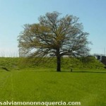 20100531_mina_nonna_quericia