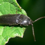 20100618_parco_coleoptera_elateridae