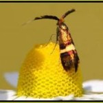 20100901_abitanti_microcosmo