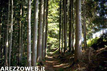 In un rapporto lo stato della filiera foresta legno in Toscana
