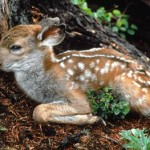 20100924_parco_cerbiatto