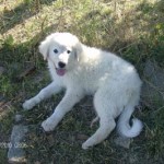 20100925_roki