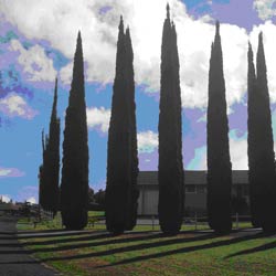 Cipressi abbattuti in via della Minerva, sostituiti con dei nuovi