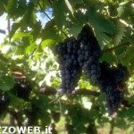 20101104_uva_vigna_vendemmia_vino