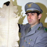 20101122_forestale_pelle_coccodrillo