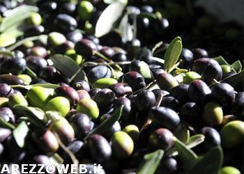 Nuove strategie per rilanciare l’olio d’oliva