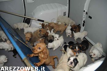 37 cuccioli ammassati in un auto, denunciati due soggetii