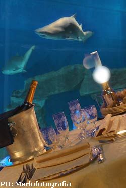 San Valentino: cena a lume di candela davanti alla vasca degli squali