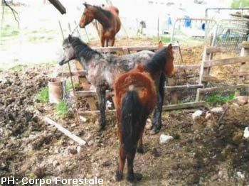 Animali: la Forestale scopre un allevamento ‘Lager’ a Terni