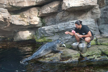 Acquariovillage aggoglie Hannes e Igor due esempalri di foca comune