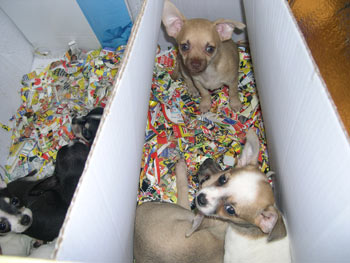 Cuccioli nascosti nel bagagliaio senza acqua e cibo, due denunce