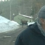 20121702_cervo_forestale