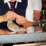20120714_pippo_bar_banco