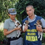 20120718_green_hill_sequestro_forestale