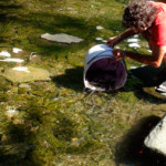 20120721_anguille
