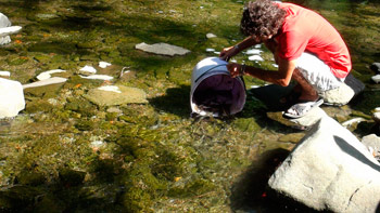 Reintroduzione di anguille nei torrenti del Parco delle Foreste Casent