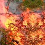 Incendio carda