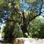 20120830_sargiano_leccio_gnicche