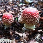 20120930_amanita_muscaria