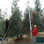 20121110_olive_olivo_raccolta