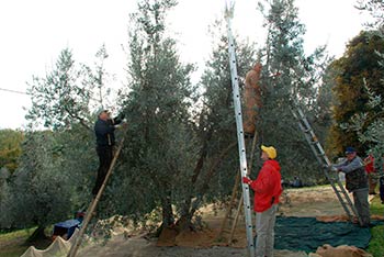 2.400 olivi per la tutela del territorio