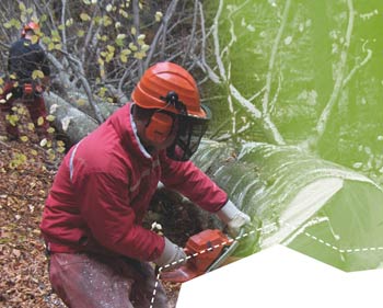 C’è un artigiano nel bosco: garanzia di qualità per la foresta