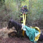 20121208_cavallo_vigili_fuoco