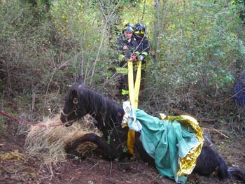 Cavallo cade un dirupo a Talzano, salvo grazie ai Vigili del Fuoco